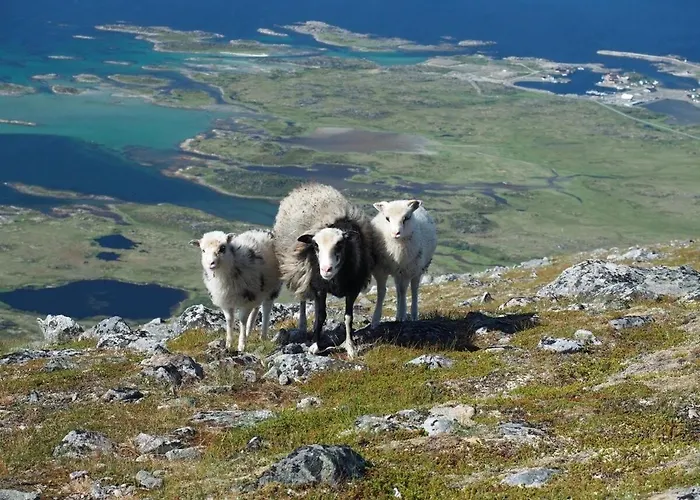 Domek alpejski Lofoten Midnightsun